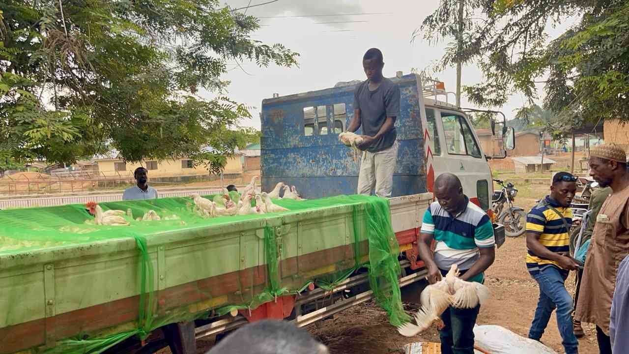 Nkoko Nkitinkiti Project Benefits Households in Nkwanta and Breweniase